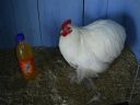 online_poultry_show_3_094.jpg