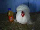 online_poultry_show_3_095.jpg