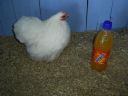 online_poultry_show_3_107.jpg