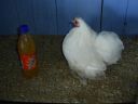 online_poultry_show_3_108.jpg