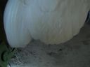 online_poultry_show_3_110.jpg