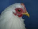 online_poultry_show_3_111.jpg