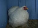 online_poultry_show_3_113.jpg