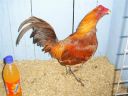 online_poultry_show_4_001.jpg