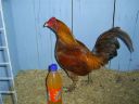 online_poultry_show_4_002.jpg