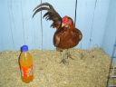 online_poultry_show_4_003.jpg