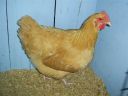 online_poultry_show_4_010.jpg