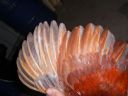 online_poultry_show_4_011.jpg