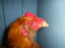 online_poultry_show_4_018.jpg
