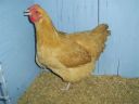 online_poultry_show_4_024.jpg