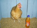 online_poultry_show_4_029.jpg