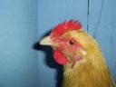 online_poultry_show_4_031.jpg