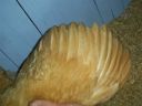 online_poultry_show_4_032.jpg