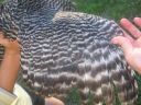 poultry_056.jpg