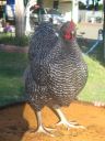 poultry_063.jpg
