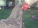 poultry_065.jpg