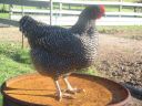 poultry_071.jpg