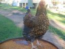 poultry_081.jpg