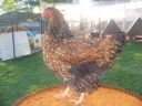 poultry_082.jpg