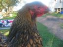 poultry_084.jpg