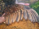 poultry_089.jpg