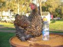 poultry_107.jpg