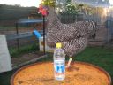 poultry_109.jpg