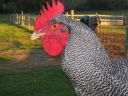 poultry_112.jpg