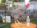 poultry_114.jpg