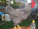 poultry_115.jpg