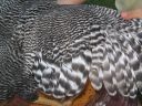 poultry_117.jpg