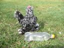 puppies_052.jpg