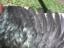 showbirds_001__2_.jpg