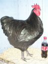 showbirds_003__2_.jpg