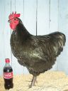 showbirds_005__2_.jpg