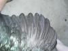 showbirds_007.jpg