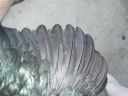 showbirds_007__2_.jpg