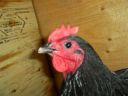 showbirds_008__2_.jpg