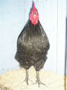showbirds_010__2_.jpg