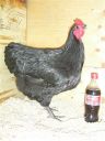 showbirds_012__2_.jpg
