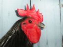 showbirds_013__2_.jpg