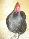 showbirds_017__2_.jpg