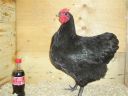 showbirds_018__2_.jpg