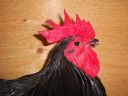 showbirds_021__2_.jpg
