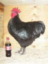 showbirds_026__2_.jpg