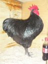 showbirds_028__2_.jpg