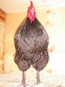 showbirds_030__2_.jpg