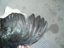 showbirds_031__2_.jpg