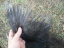 silkie4.jpg