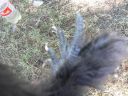 silkie5.jpg